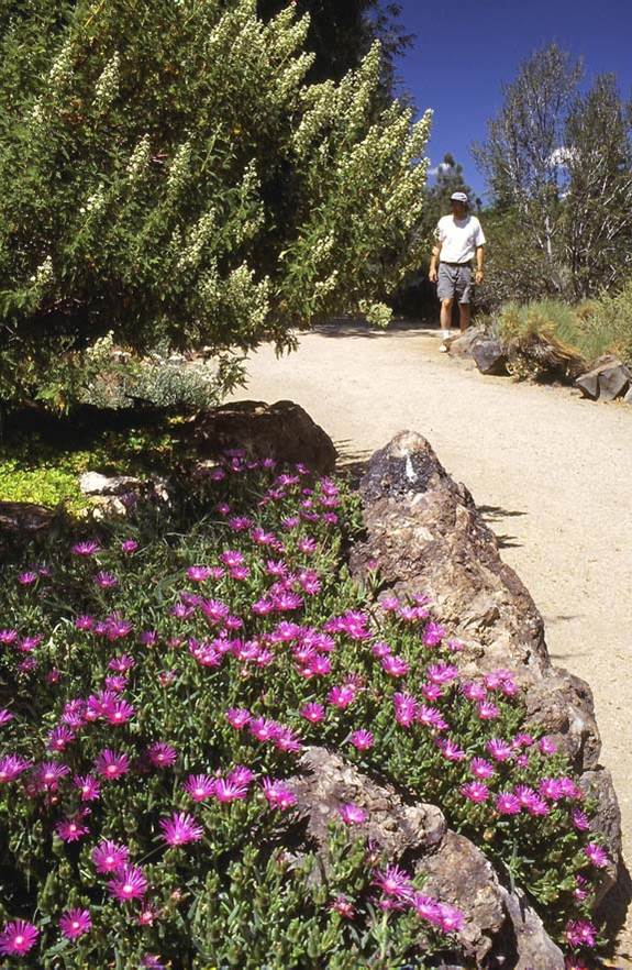 Rock Garden 